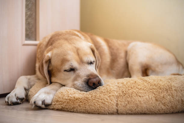 istock labrador retriever dog lying on his soft dog bed and sleeping 2156506080