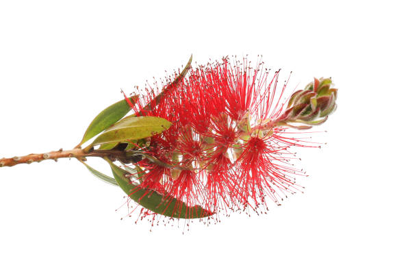 istock Callistemon flower and foliage 2156506134