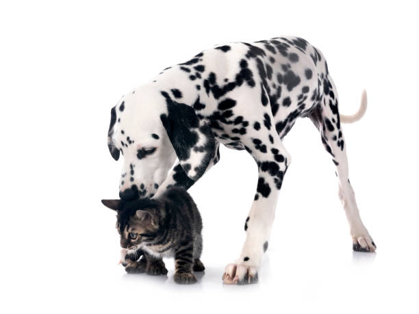 istock puppy dalmatian and cat in studio 2156507003