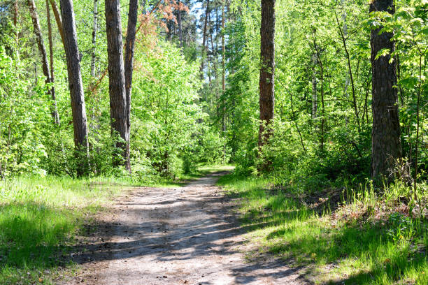 istock a dirt road in the woods with a tree in the background 2156507981
