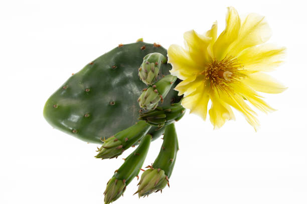 istock isolated opuntia compressa flower and leaf on white 2156508531