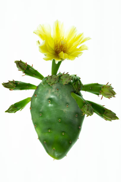 istock isolated opuntia humifusa on white 2156508639