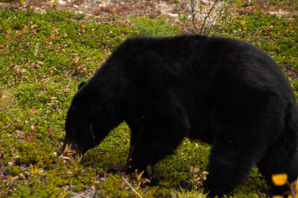 istock Brown bear eating in the grass 2156508689