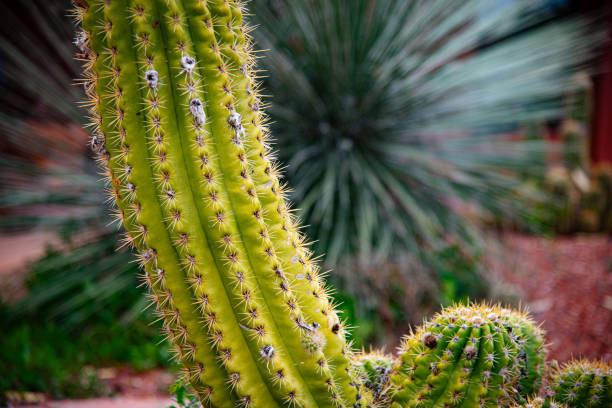 Close up of middle of a medium sized cactus with a green desert bush in the background