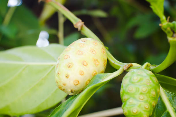 Morinda citrifolia fruit is full of benefits
