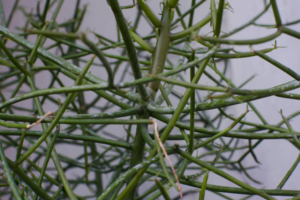 istock Medicinal plant Euphorbia tirucalli 2156510705