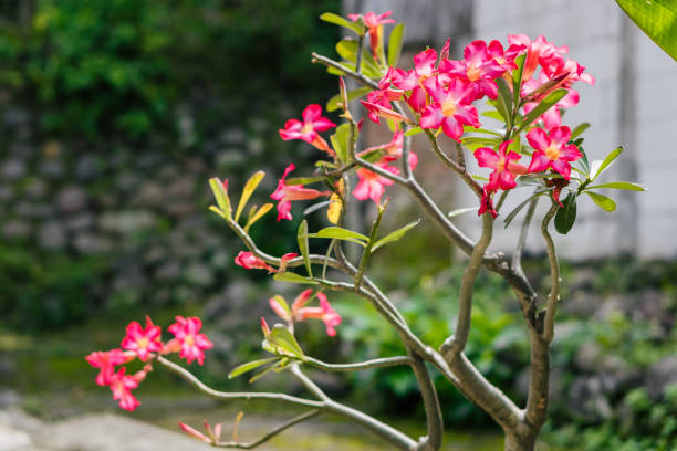 istock Frangipani flower pink summer garden 2156513034