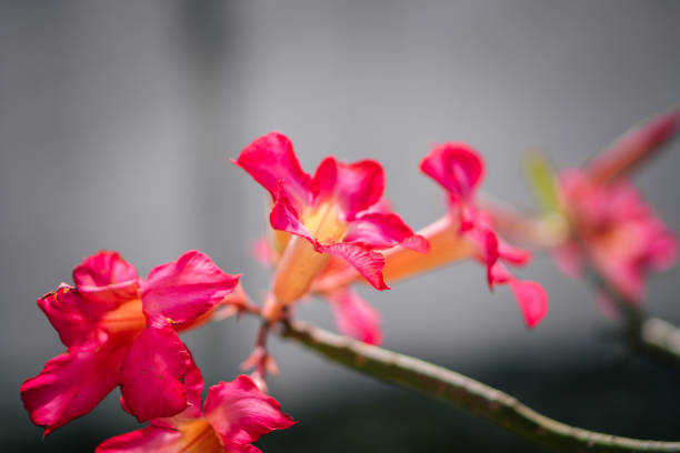Frangipani flower pink summer garden
