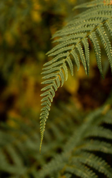 istock The Transition of Seasons 2156513450
