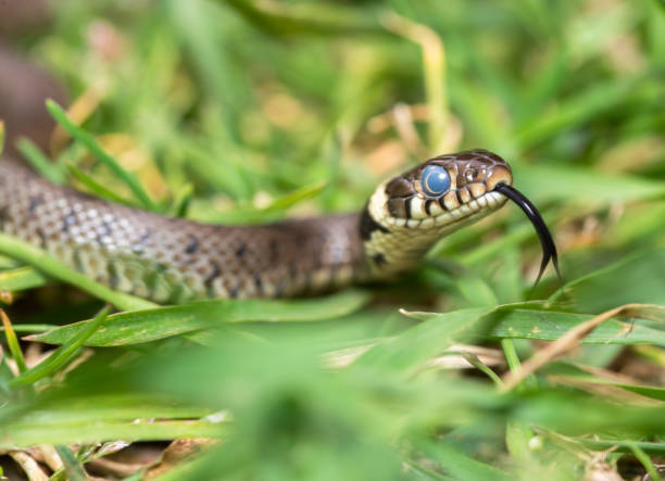 istock Grass snake matrix helvetica close up 2156513861