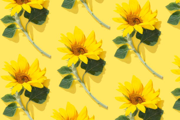 Floral linear pattern sunflowers with green leaf at sunlight on yellow background. Nature environment concept, season nature still life, blooming flower casting shadows, minimal trend flat lay