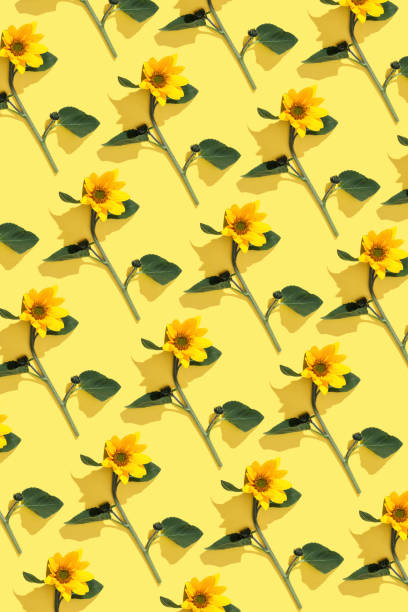 istock Beautiful top view pattern with vivid yellow sunflowers on yellow background, minimal style contemporary flat lay. Autumn floral still life with natural flower, blooming flowers, floral design 2156513938
