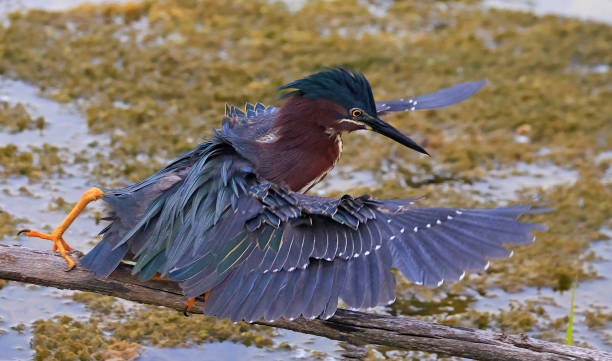 istock Green Heron flying over the swamp in the forest 2156514651