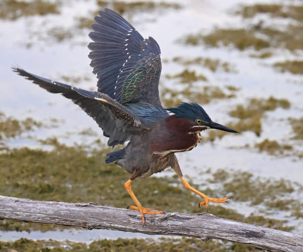istock Green Heron flying over the swamp in the forest 2156514680