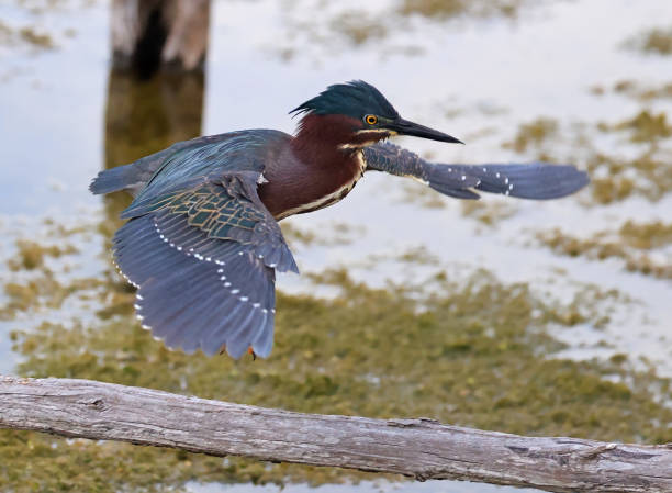 Green Heron flying over the swamp in the forest
