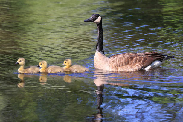 istock Canada goose mother and babies floating on the lake 2156514803