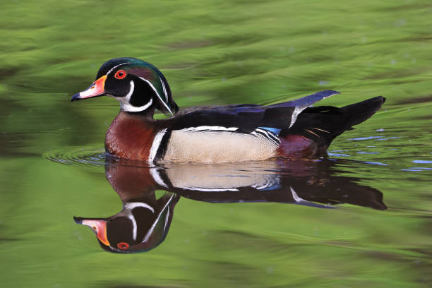 Colorful Wood Duck with reflection on the lake