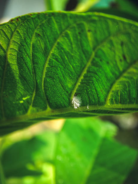 istock Close-up white aphids, White aphids are eating leaves of plants. White aphid is another pest that wreaks havoc on Agricultural crops are huge 2156515701