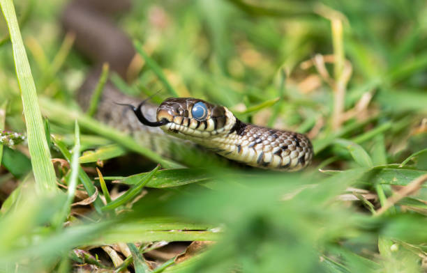 istock Grass snake matrix helvetica close up 2156516134