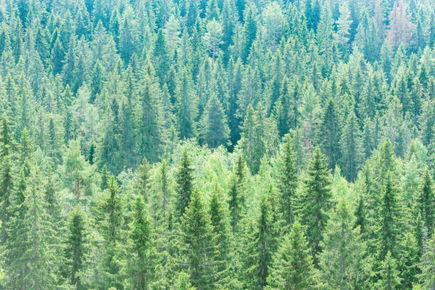 istock Mountain spruce trees forest at sunny day. 2156517693