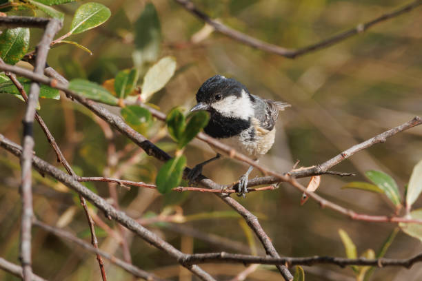 istock Coal Tit (Periparus ater) in its natural habitat 2156517847