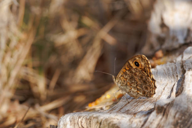 istock Butterfly Lasiommata megera on decaying trunk in the forest 2156517853