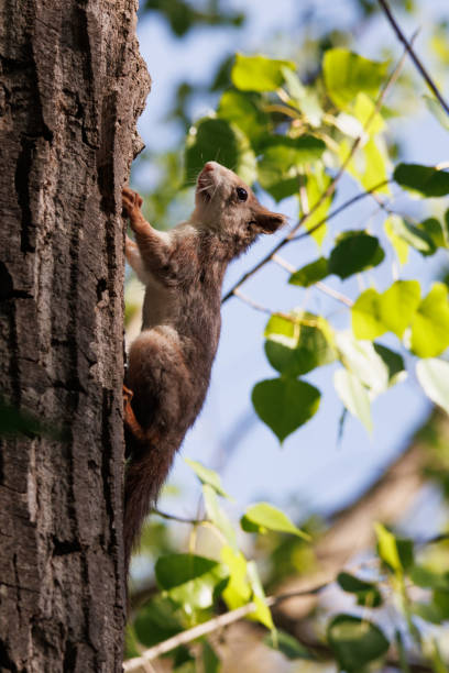 Red squirrel, Sciurus vulgaris, climbing a pine tree in the preventory of Alcoi, Spain