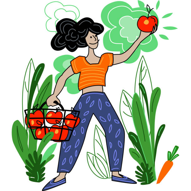 istock Woman harvests Local organic production 2156519778