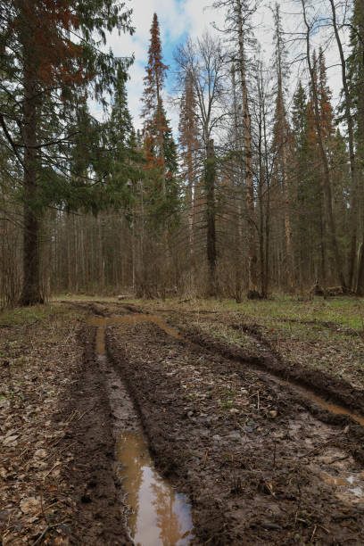 istock Mud and puddles on a spring road in the forest 2156520618