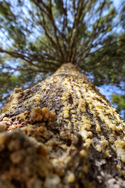 Resin on the trunk of a coniferous tree against a blue sky