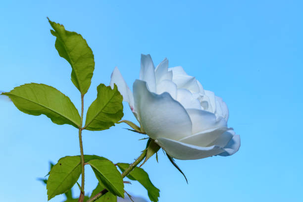 White rose against the blue sky in the garden, Ukraine