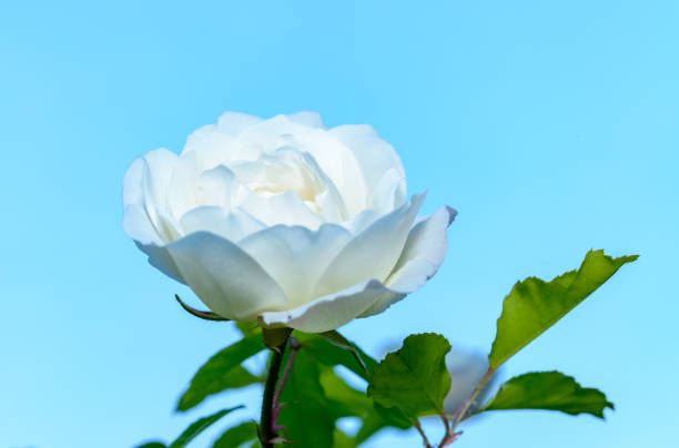 A serene image capturing the delicate beauty of a white rose bud just beginning to open. The soft petals contrast against the blurred green background, emphasizing the purity and simplicity of the bloom. The gentle gradient of the petals adds to the peaceful and calming atmosphere of the photo, making it a perfect representation of nature’s subtle elegance.