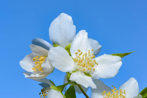 Philadelphus sp. -  (mock-orange), delicate white fragrant flowers of a bush against the blue sky in the garden