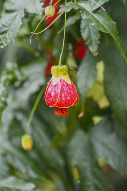 istock Beautiful red rflower blooming on a plant 2156523840