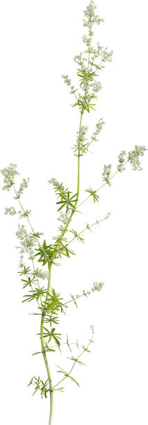 istock Side view of Hedge Bedstraw plant 2156527254