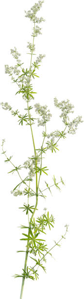 istock Side view of Hedge Bedstraw plant 2156527258
