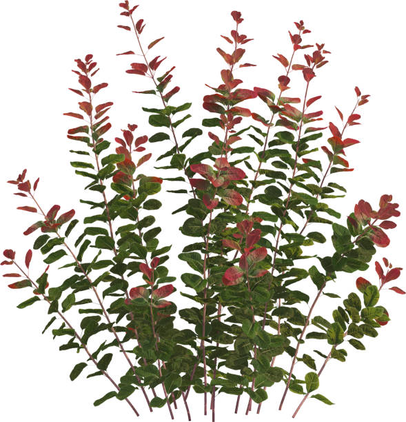 istock Side view of Cotinus plant 2156529629