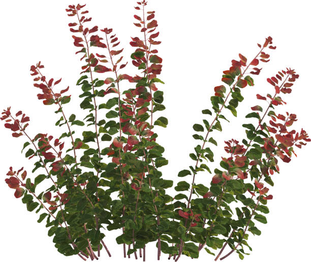 Cotinus, the smoketree or smoke bush, is a genus of seven species of flowering plants in the family Anacardiaceae, closely related to the sumacs (Rhus).They are large shrubs or small trees, native to the warm temperate Northern Hemisphere. The leaves are deciduous, alternate, simple oval shape, 3–13 cm long. The flowers are clustered in a large open terminal panicles 15–30 cm long with a fluffy grayish-buff appearance resembling a cloud of smoke over the plant, from which the name derives. The fruit is a small drupe with a single seed. Often classified in Rhus in the past, they are distinguished by the leaves being simple (not pinnate) and the 'smoke-like' fluffy flower heads.