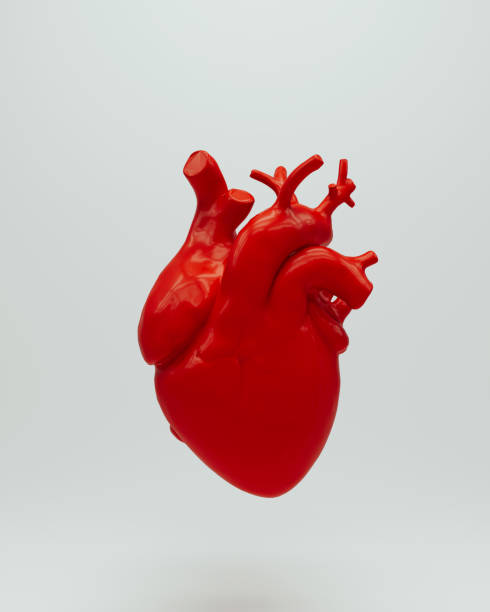 istock Red heart human anatomical organ internal biology model white background 2156529804