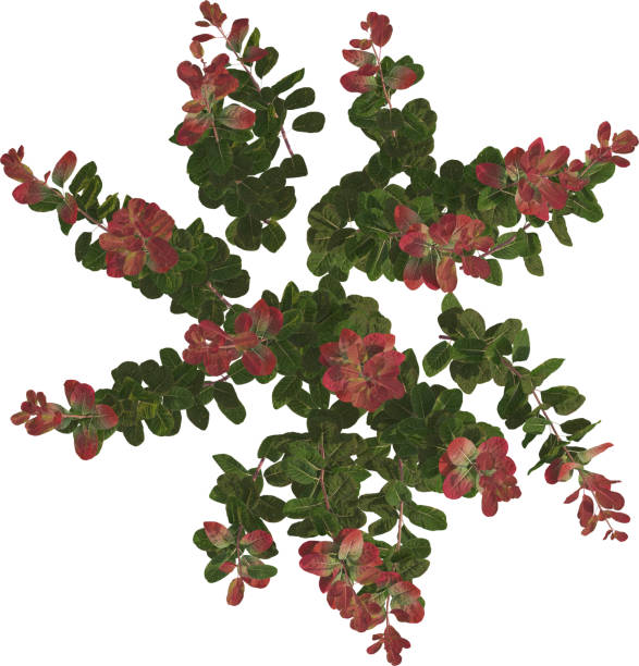Cotinus, the smoketree or smoke bush, is a genus of seven species of flowering plants in the family Anacardiaceae, closely related to the sumacs (Rhus).They are large shrubs or small trees, native to the warm temperate Northern Hemisphere. The leaves are deciduous, alternate, simple oval shape, 3–13 cm long. The flowers are clustered in a large open terminal panicles 15–30 cm long with a fluffy grayish-buff appearance resembling a cloud of smoke over the plant, from which the name derives. The fruit is a small drupe with a single seed. Often classified in Rhus in the past, they are distinguished by the leaves being simple (not pinnate) and the 'smoke-like' fluffy flower heads.