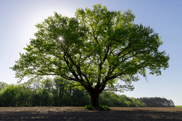 istock a single growing oak tree in an agricultural field 2156530920