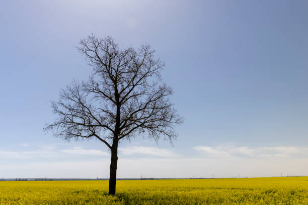 istock one tree in a field with yellow flowering rapeseed 2156530929
