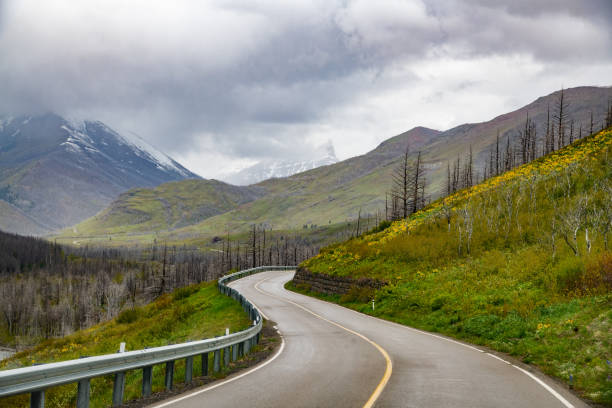 Curvy mountain road lined with yellow wild flowers in Alberta, Canada. This road leads to a glacier and lake in the Waterton Lakes National Park.
