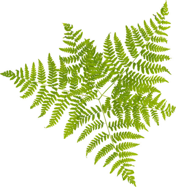 Fresh fern leaves from above.