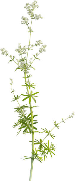 istock Side view of Hedge Bedstraw plant 2156532896