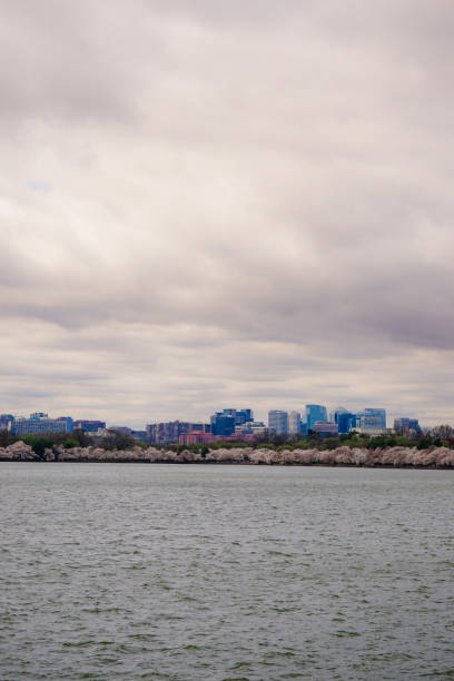 Cherry Blossoms across the Tidal Basin