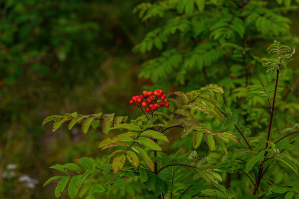 Rowan branch
