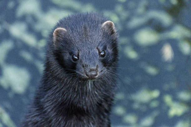 istock Mink at the British Wildlife Centre 2156537927
