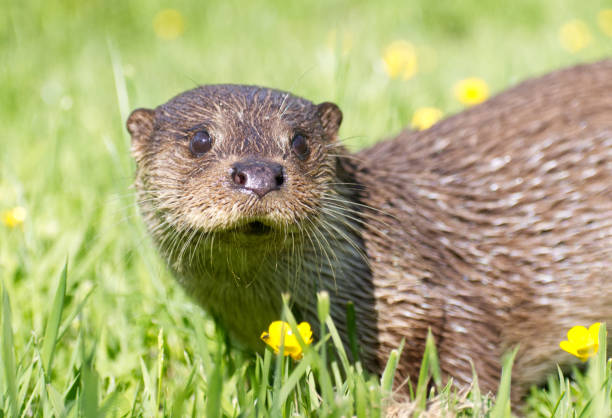 A pair of Short-Clawed Otters