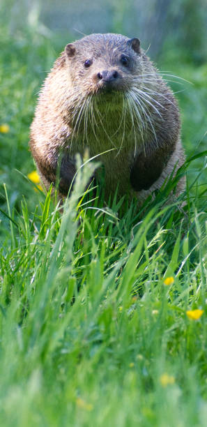 close up head of a single Asian Small-clawed Otter (Aonyx cinereus) at Dartmoor Otters and Buckfast Butterflies, Devon, UK